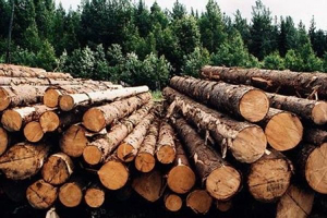 Выбрать качественную древесину